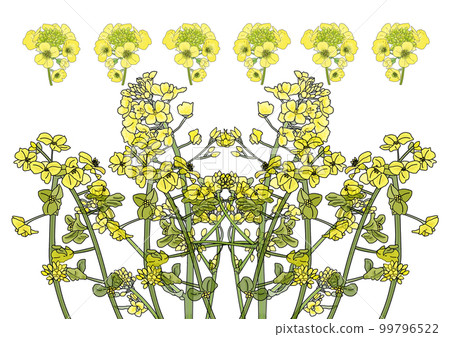 Rape blossoms Rape blossoms 99796522