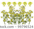 Rape blossoms 99796524