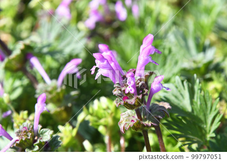 Hotokenosa（佛座） 99797051