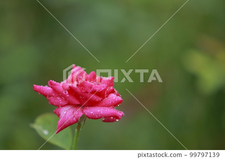 Arao City Ominous Citizen Flower Bed Rose Flower, Arao City Ominous Citizen Flower Bed Rose Flower, 99797139