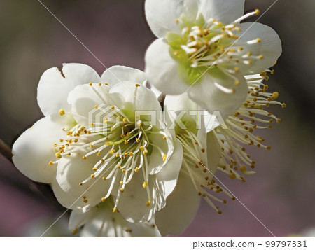 Close-up of white plum blossoms in plum garden Close-up of white plum blossoms in plum garden 99797331