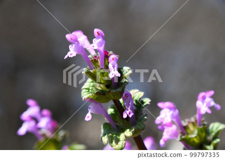 Hotokenosa（佛座） 99797335