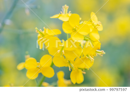 Rape blossoms 99797597