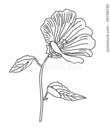 Hand drawn lily flower. Sketch, line drawing. Botanical illustration, vector Hand drawn lily flower. Sketch, line drawing. Botanical illustration, vector 99798596