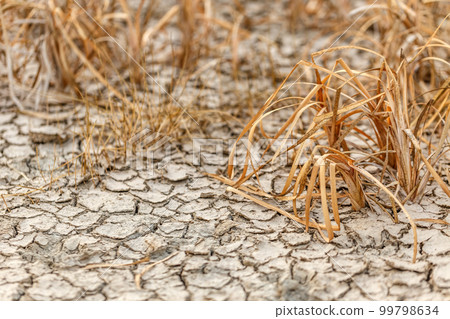 Cracked earth Cracked earth 99798634