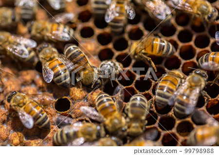 Birth of a bee 99798988