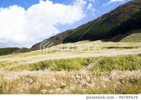 Sengokuhara Japanese silver grass field Sengokuhara Japanese silver grass field 99799429
