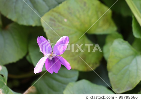 Violet flower taken close-up 99799660