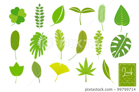 植物、熱帶、自然、生態圖像葉簡單矢量圖標插圖集_黃綠色 99799714
