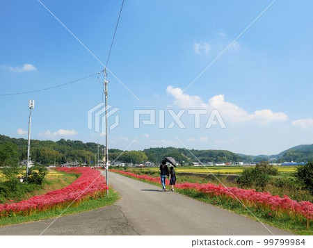 Walking along Higankaido Road (Mashiki District, Kumamoto Prefecture) Walking along Higankaido Road (Mashiki District, Kumamoto Prefecture) 99799984