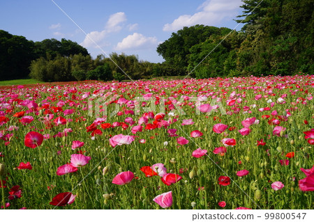Poppy, flower, flower field, a lot, one side, pink, red, cute, spring, Konosu, poppy field, plant, nature, flower, sky, outdoors, blue Poppy, flower, flower field, a lot, one side, pink, red, cute, spring, Konosu, poppy field, plant, nature, flower, sky, outdoors, blue 99800547