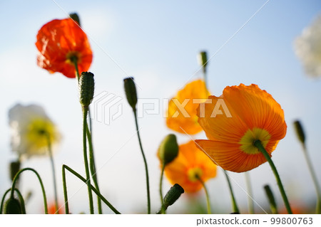 Poppy, orange, orange, orange, flower, flower field, many, one side, cute, spring, Konosu, poppy field, plant, nature Poppy, orange, orange, orange, flower, flower field, many, one side, cute, spring, Konosu, poppy field, plant, nature 99800763
