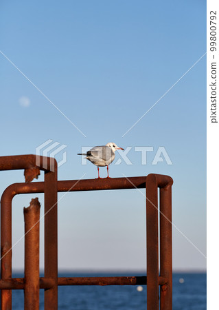 seagull perched on a fence a sunny day seagull perched on a fence a sunny day 99800792