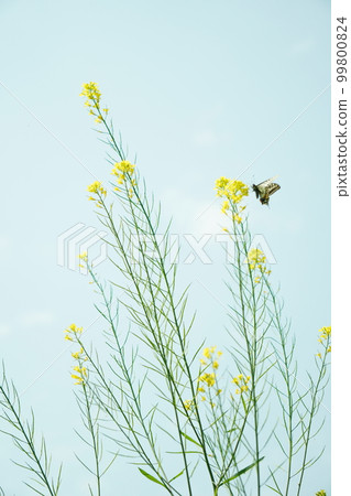 Butterfly on rape blossoms Butterfly on rape blossoms 99800824
