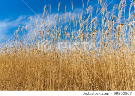 幹蒲葦皮划艇 99800867