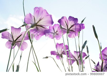 Muginadeshiko, Agrostemma, Wheat Nadeshiko, Mugi Nadeshiko, Purple, Flowers, Flower garden, Many, One side, Cute, Spring, Konosu, Plants, Muginadeshiko, Agrostemma, Wheat Nadeshiko, Mugi Nadeshiko, Purple, Flowers, Flower garden, Many, One side, Cute, Spring, Konosu, Plants, 99800887
