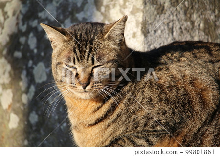 Matsuyama Ishite Temple cat Matsuyama Ishite Temple cat 99801861