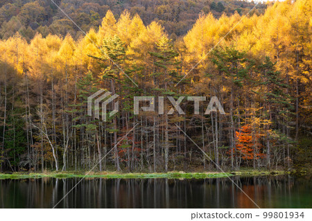 《長野縣》紅葉美嘉池・紅葉峰《清晨》 99801934