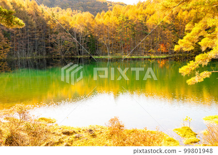 《長野縣》紅葉美嘉池・紅葉峰《清晨》 99801948