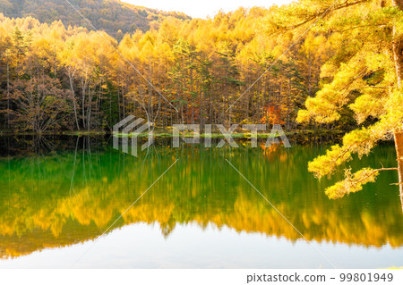 《長野縣》紅葉美嘉池・紅葉峰《清晨》 99801949