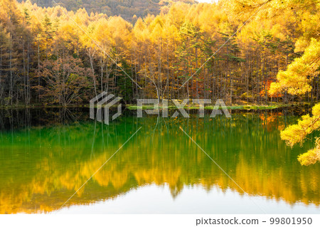 《長野縣》紅葉美嘉池・紅葉峰《清晨》 99801950