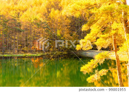 《長野縣》紅葉美嘉池・紅葉峰《清晨》 99801955