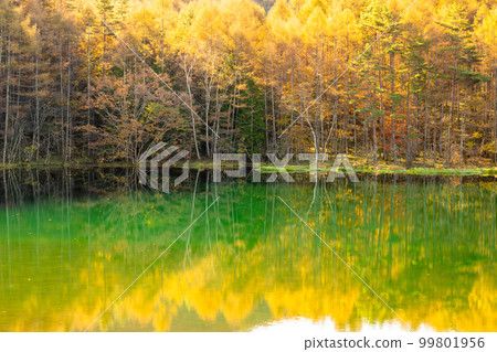 《長野縣》紅葉美嘉池・紅葉峰《清晨》 99801956