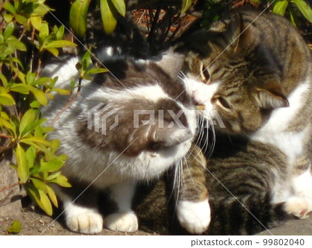 我拍了一張正在梳理毛髮的好朋友貓的照片。 我拍了一張正在梳理毛髮的好朋友貓的照片。 99802040