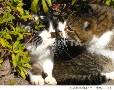 I took a picture of a good friend cat who is grooming. 99802044