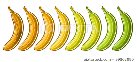 Vector Banana Set 99802090