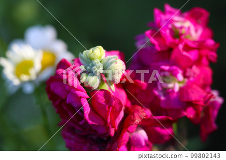 Deep magenta stock flower in full bloom (outdoors, macro shot under fine weather) 99802143