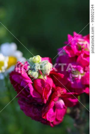 Deep magenta stock flower in full bloom (outdoors, macro shot under fine weather) 99802144