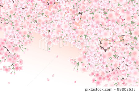 Cherry blossoms in full bloom and petals, large illustration material - gradation background on thin - with different colors and differences 99802635