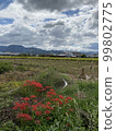 Cluster amaryllis, clouds, sky and rural scenery 99802775
