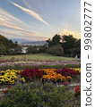 Flower field, sky and clouds at dusk 99802777