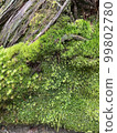 Moss 99802780