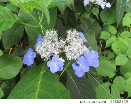 beautiful blue ezo hydrangea 99802869