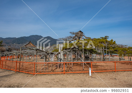 Karasaki Shrine Karasaki no Youame (Otsu City, Shiga Prefecture) 99802931