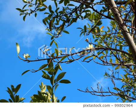 Early spring sky and flowering ogatamanoki Early spring sky and flowering ogatamanoki 99802964