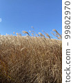 Japanese pampas grass and blue sky 99802970
