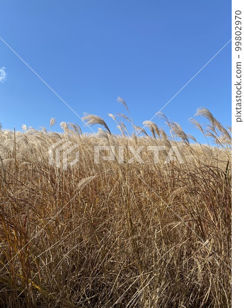 Japanese pampas grass and blue sky 99802970