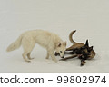 Two dogs playing outdoor in winter, malinos, or belgian shepherd dog and white canadian shepherd. 99802974