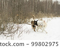 Two dogs playing stick in winter, malinos, or belgian shepherd dog and white canadian shepherd, or white swiss shepherd . 99802975