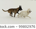 Two dogs running outdoor in winter, malinos, or belgian shepherd dog and white canadian shepherd. 99802976