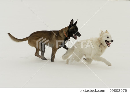Two dogs running outdoor in winter, malinos, or belgian shepherd dog and white canadian shepherd. 99802976