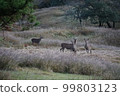 Three deer nestling in the meadow 99803123