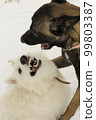 Two dogs playing close up portrait, malinos, or belgian shepherd dog and white canadian shepherd, or white swiss shepherd . 99803387