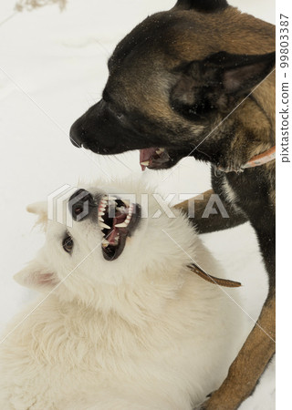Two dogs playing close up portrait, malinos, or belgian shepherd dog and white canadian shepherd, or white swiss shepherd . 99803387