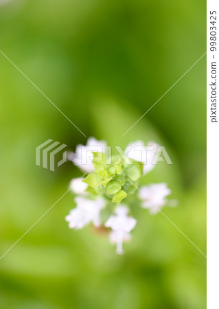 使用微距鏡頭拍攝整潔漂亮的白色羅勒和香草花的特寫照片。 99803425