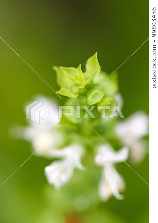 A close-up shot of neat and pretty white basil and herb flower buds using a macro lens. A close-up shot of neat and pretty white basil and herb flower buds using a macro lens. 99803436